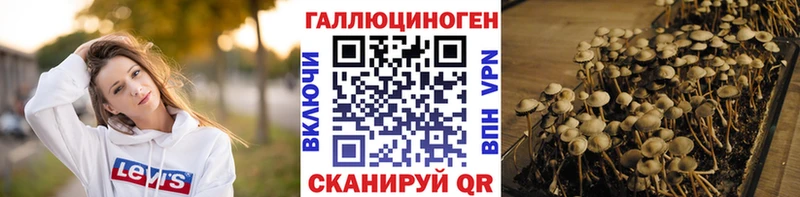 Галлюциногенные грибы Psilocybe  Стародуб 